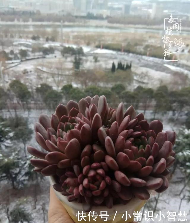 欧紫|我是多肉飘窗党,我来晚了!我是多肉飘窗党,我来晚了!