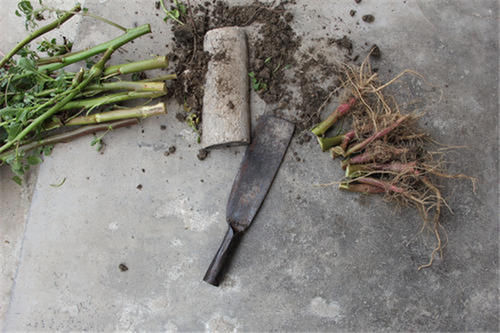 曾在田边常见,嫩叶能当菜吃,如今价值颇高,老农爱挖根煲汤