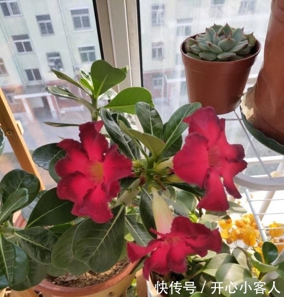 沙漠玫瑰最怕水,水一多就腐烂,颗粒土种植,平常多晒太阳