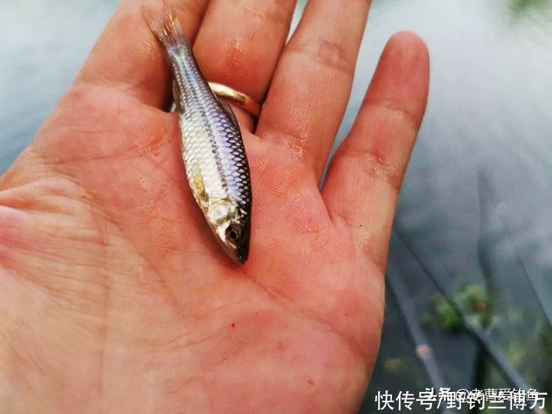 “臭名昭著”的麦穗鱼，凭什么独占鳌头？