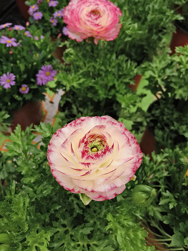 居家就养此款花卉，不闻不问，五彩缤纷，你见过吗？