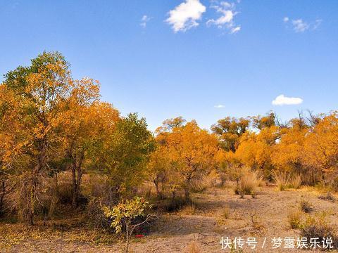 胡杨真的是千年不死，死后千年不倒，倒后千年不腐吗？