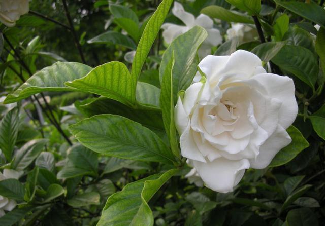 一木|栀子花怎么养?园艺师告诉你,这可能是关于栀子花,最全面的攻略