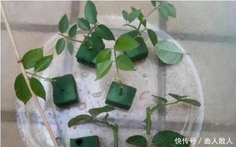 扦插月季不生根用它捂一捂,过几天“冒白根”,变成月季大户!