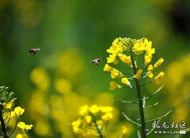 春天已“到货”！安宁万亩油菜花开啦|周末去哪儿 | 老年