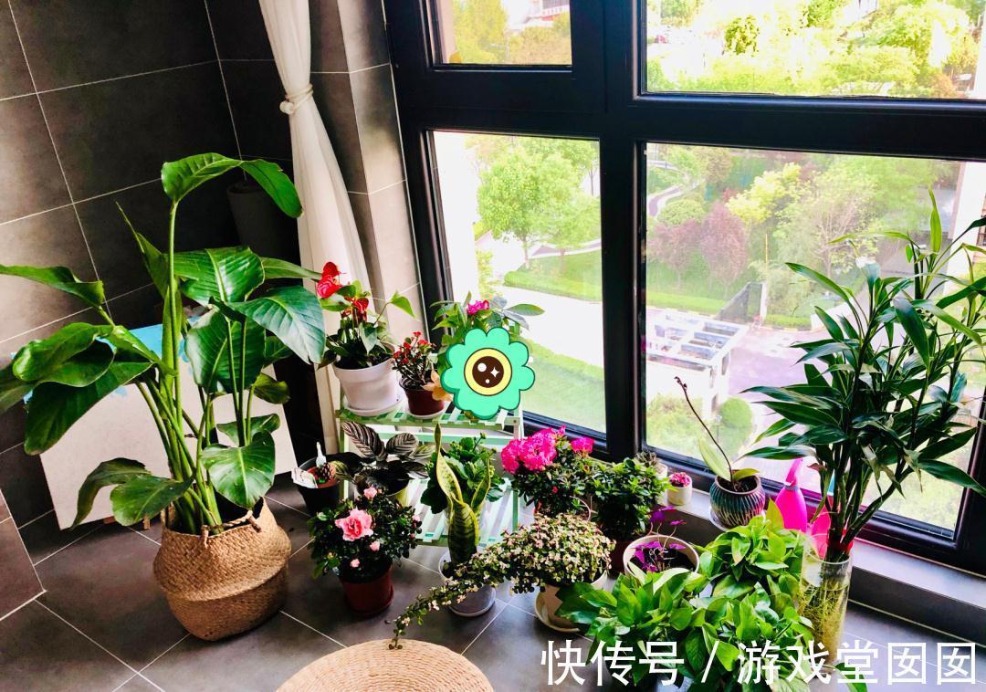 养花不会浇水吗?六大口诀记心间,养啥都能长得旺