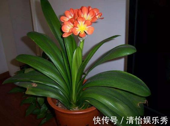 陶粒|养多肉、蟹爪兰、君子兰,用它就能根固叶茂,远离烂根困扰