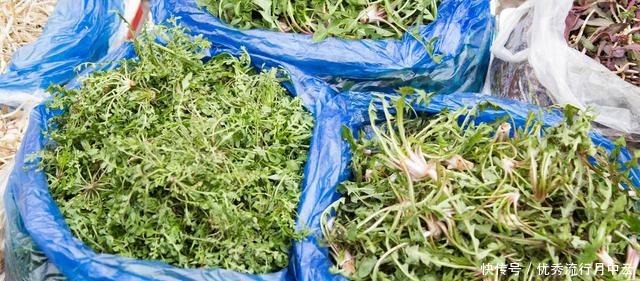 春天的這個東西是個寶，能泡水也能蒸著吃，鮮美營養(yǎng)，錯過就沒了！