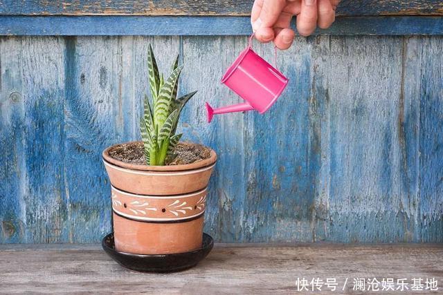 多肉植物|养花不会浇水，家里再多花也会被糟蹋，新手盆栽浇水指南