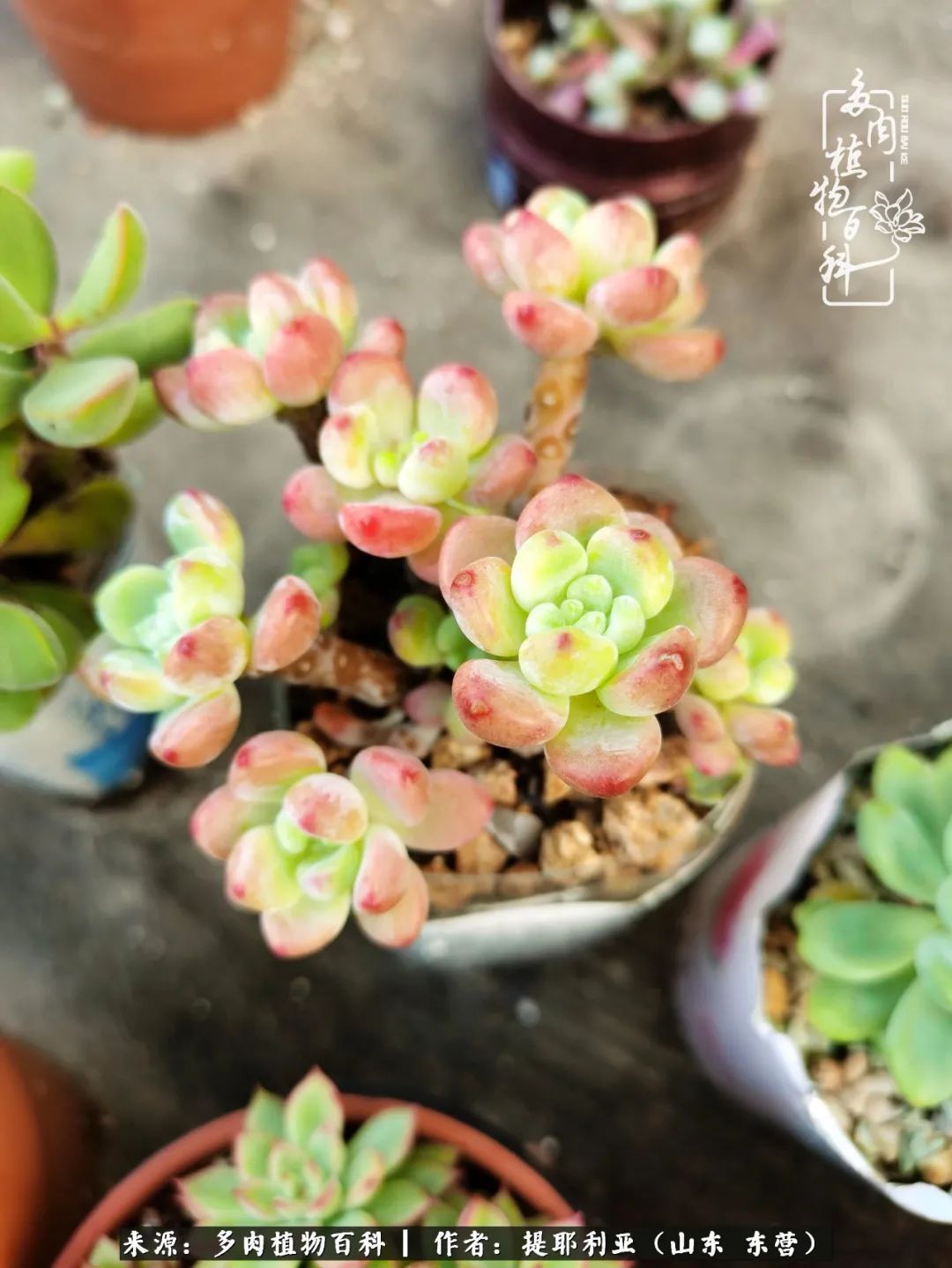 多肉植物|人如多肉,经阳光雨露历练后,亦会越挫越勇!
