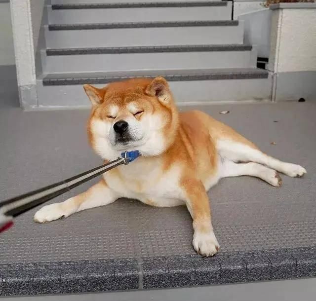 秋田犬嘴巴毛黑色 秋田犬嘴巴毛黑色