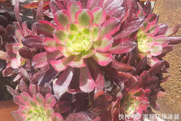 多肉|春夏之交带锦的法师还可以露养吗?当然可以,不过要注意养护细节