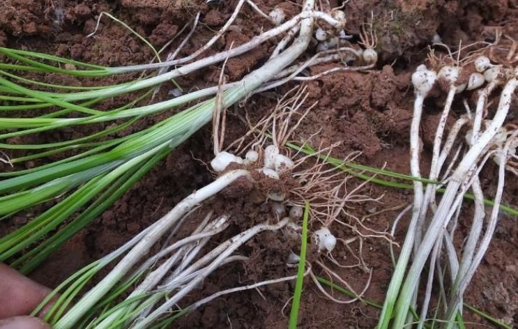 農(nóng)村這種野菜用肉都不換,營養(yǎng)價值高,而且很珍貴!