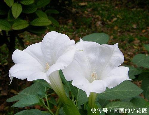 此花所代表的是疯狂的爱 也是幸福的人的象征 就像是小喇叭 快资讯