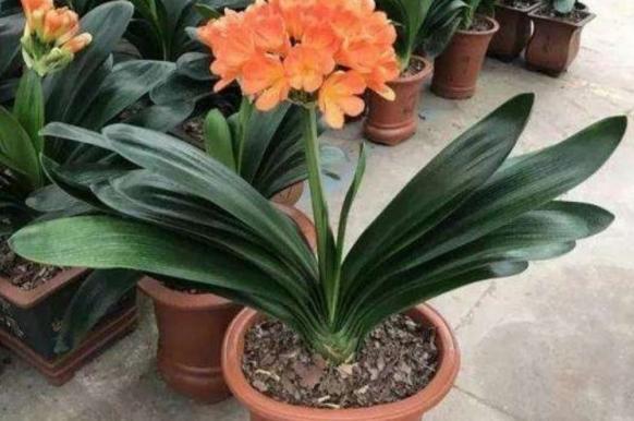 这2样东西看似平淡无奇,用作养花却不一般,增肥效果极好