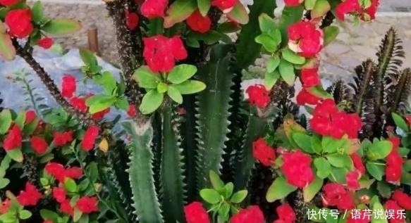 土壤结块|果皮酵素、啤酒水,1周“松土”1次,比啥肥都强