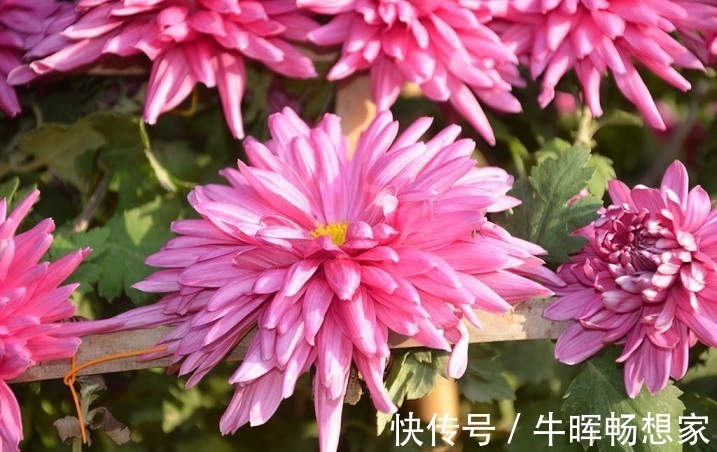 泡水|菊花和此物泡水喝,能养肝明目,视力也好了,值得分享给家人!