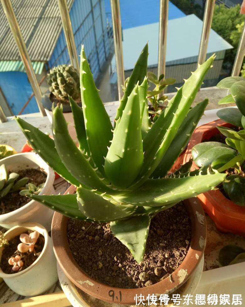 秋天养芦荟，4个小技巧，花箭一米高，冒芽20多，又壮又肥