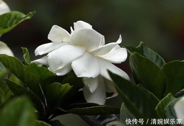 这东西|这东西不难找,栀子扦插有“它”相助,谁也会操作