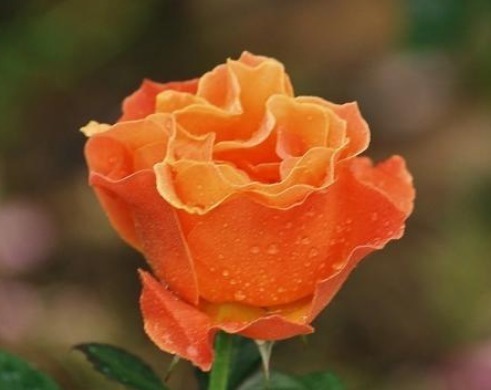 有钱人@人生有4条“天规”,40岁前背会,少奋斗15年,有钱人天天背!