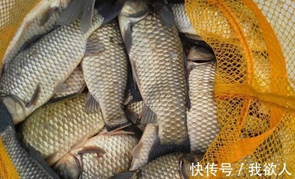 入冬后深水藏着大鲫鱼,冬季钓深钓远,试试这种更给力的钓法!