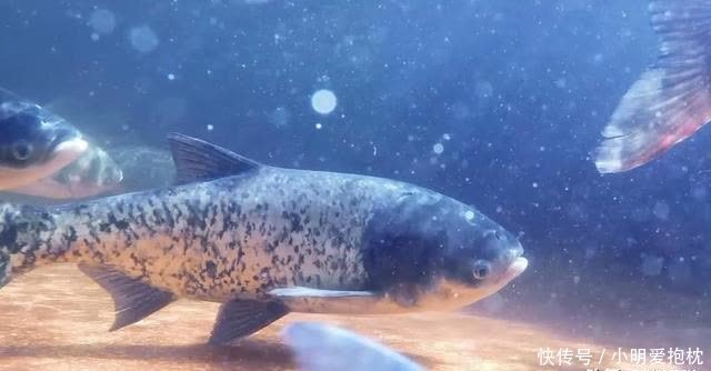 暖春为啥鱼难钓?钓鱼高手:钩和鱼不在一个水层,看懂的偷着乐吧