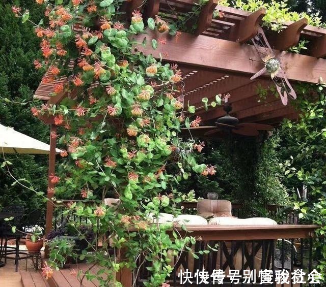 黄白红|“天下第一香”，沾土就活，比桂花还香，阳台上种三棵，满屋飘香！