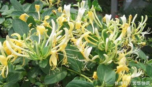 插枝|这花插枝即活,一年爬满阳台,花可泡茶喝,清火明目