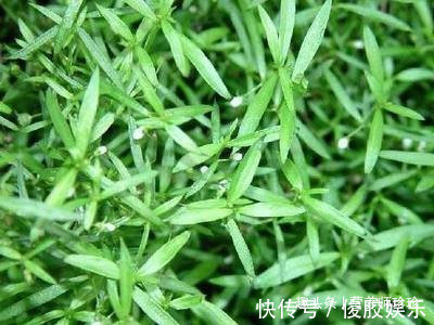 乳腺癌|癌症最怕的3种野菜,营养健康,预防癌症有奇效,大家不妨了解下