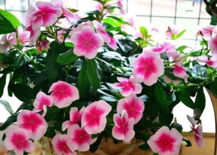 4种花好养易活,旺财又养人,花朵硕大花期长,家庭理想花卉盆栽