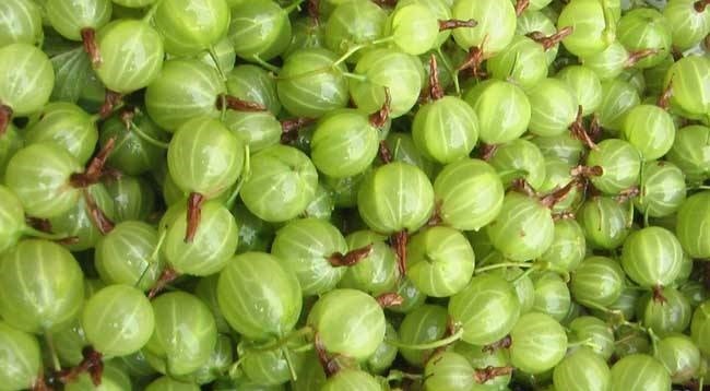 美化环境的好帮手，以前遍地都是，现在却要买，遇到就带回家吧