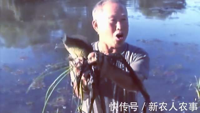 六旬大爷自创抓鱼独门绝技,10分钟脚踩22条,收获远超专业钓鱼人