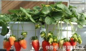 盆栽养花，不如养“草莓”，盆边挂满几十个，好吃的流口水！