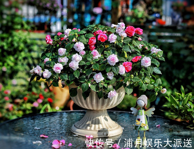 精品|喜欢玫瑰,不如养盆“精品玫瑰”坦尼克,花开花朵肥硕,四季开花