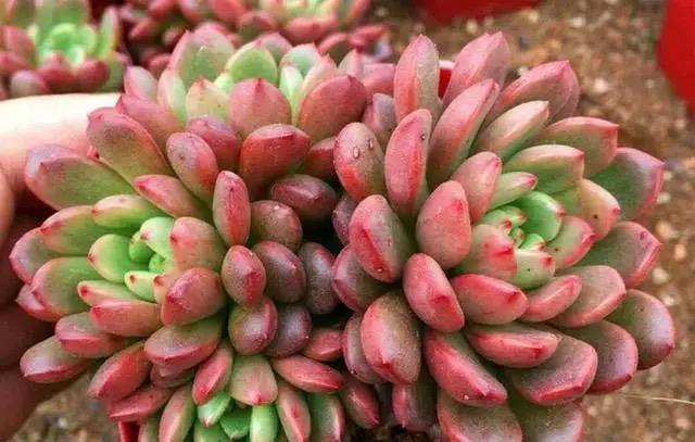 她养的多肉红宝石,叶色红得像火,特别漂亮