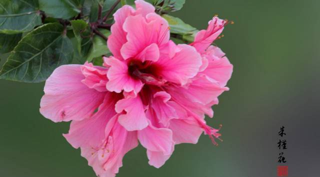 朱瑾花，木槿花，芙蓉花傻傻分不清花开的再妖娆也不要闹笑话