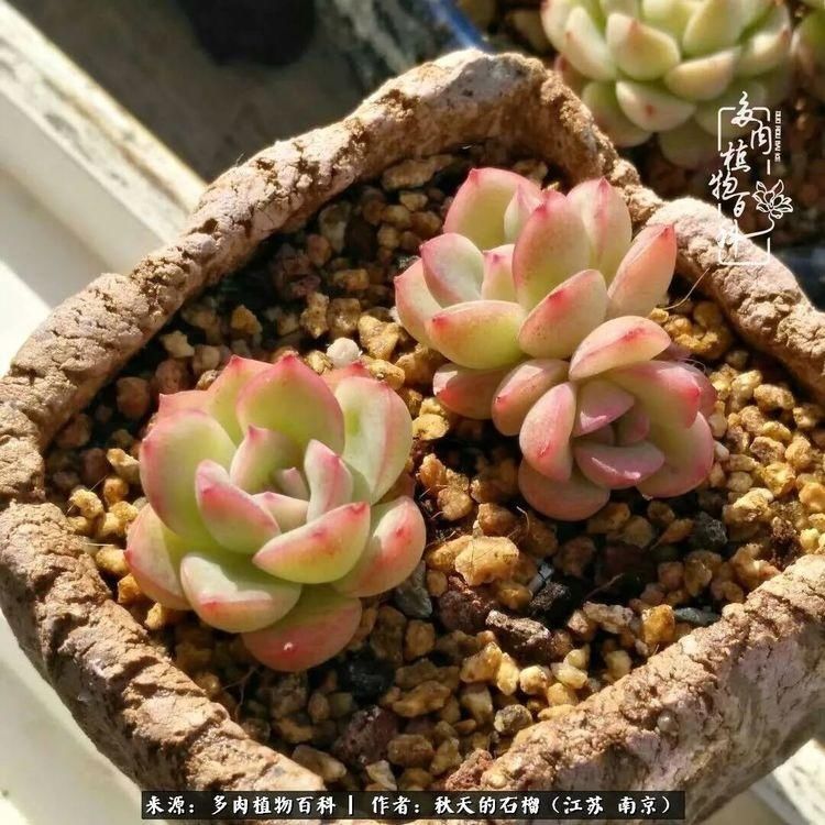 渡劫归来的肉肉,谁是谁的前世,谁又成了谁的今生