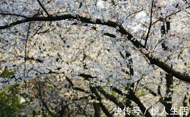 韩孟|韩愈很经典的一首诗,表现手法高超,写出了完全不一样的春色美景