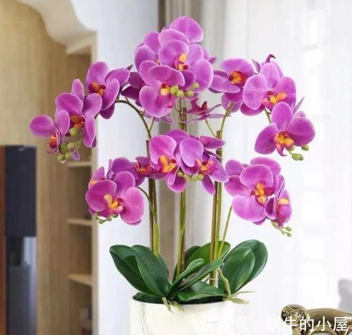 4种花深受花友的喜欢，开花爆盆很简单，绚丽多彩，美到让人窒息