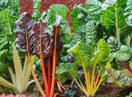 犯愁养花还是种菜别选了，种植8种蔬菜盆栽看着五颜六色