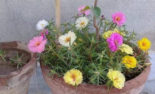 春天|春天别乱花钱买花苗了，路边捡它们带回家，插到土里就能活