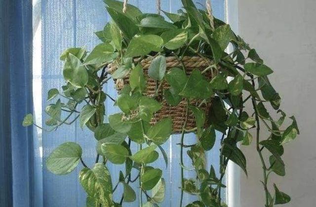 在家里养“绿萝”，3个“技巧”学好，6个月窜到1米长，繁殖20盆
