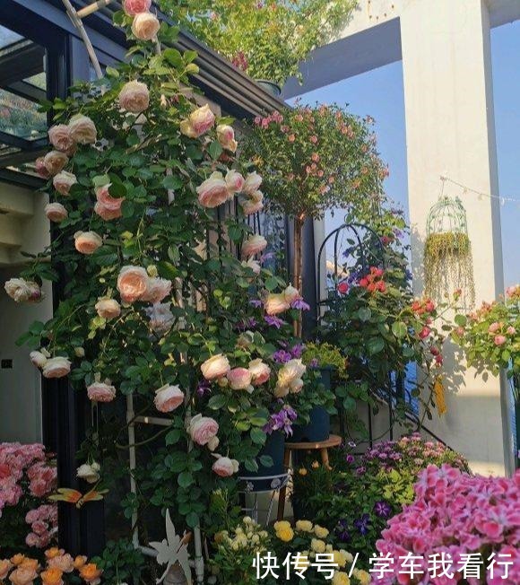 夏天养月季,黄叶又落叶多菌灵不管用,3招杜绝月季“黑斑病”!