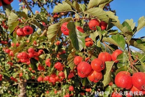 空地别闲着了!这几种树再穷也要栽一棵,果子比蜜甜,好养活