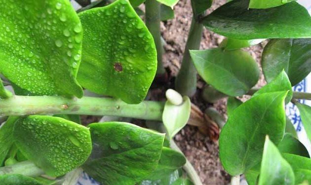  花盆|植物叶子有妙用，简单这样一处理，叶子插进花盆中，又多一盆绿植