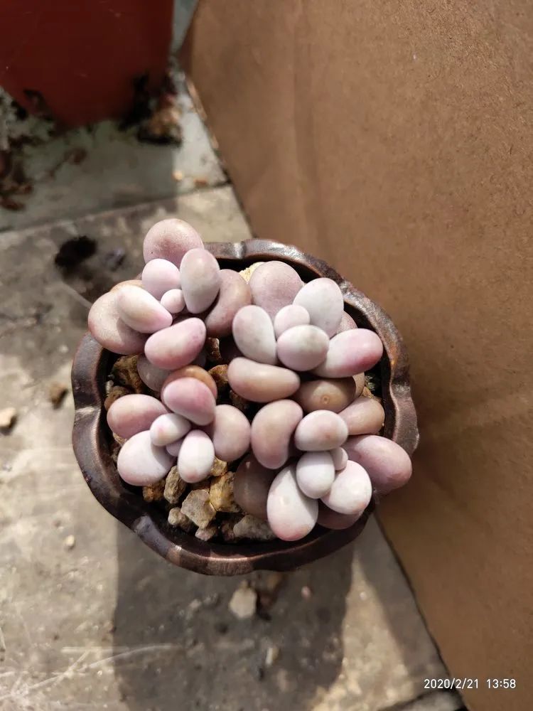 养肉多年的新手我相信它们一定可以变得更美丽！