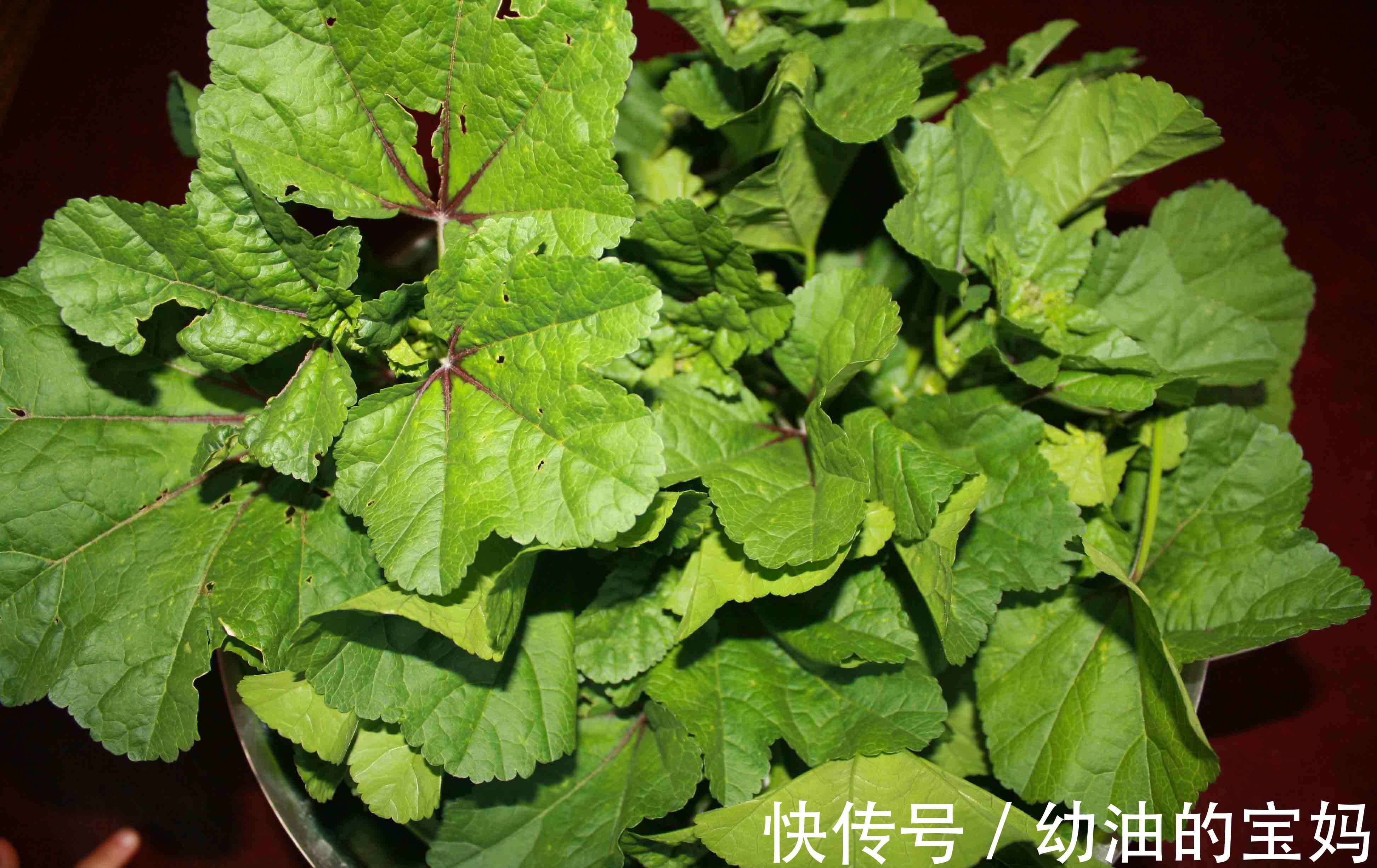 野葱|农村老家常见的15种“不知名”野菜,用对都是宝!你都吃过吗?
