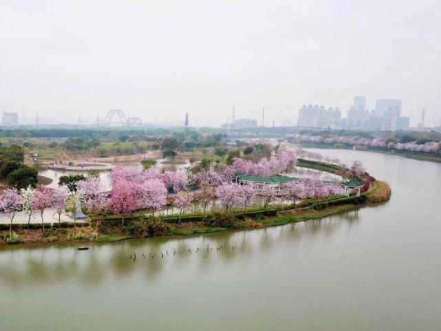 美哭啦！海珠湿地一河两岸花千树