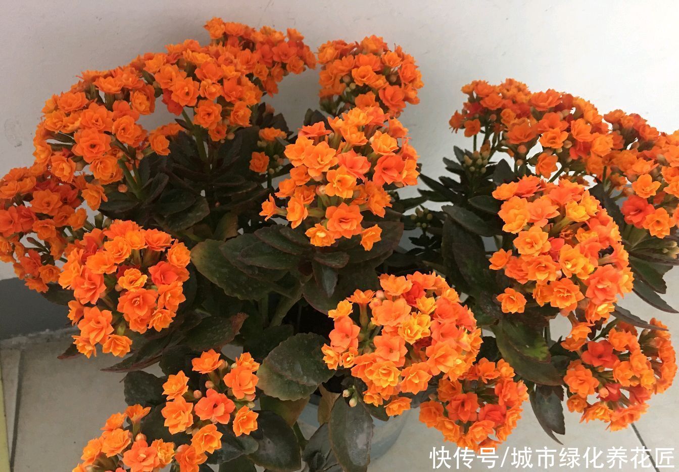  伺候|长寿花一直长气生根，就是不长花苞怎么办？剪个光头来伺候