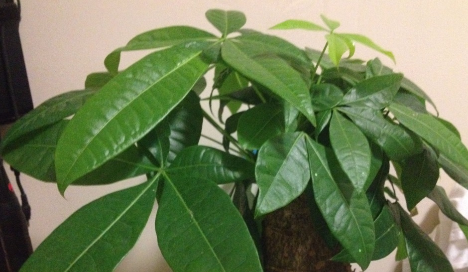 发财树黄叶萎蔫,做好这两步,不用一月就能缓过来!